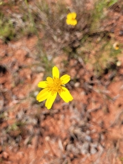 Thelesperma filifolium