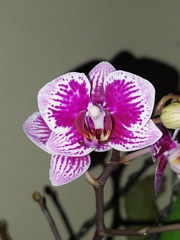 Phalaenopsis