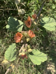 Sphaeralcea bonariensis