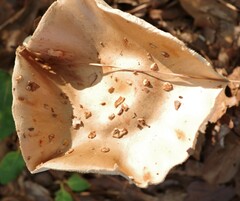 Amanita amerirubescens