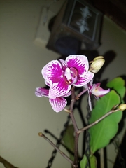Phalaenopsis