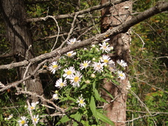 Symphyotrichum firmum