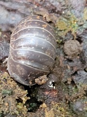 Armadillidiidae