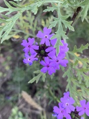 Glandularia tenera