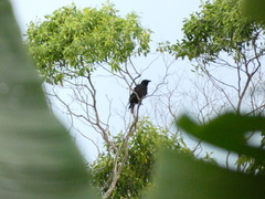 Corvus jamaicensis