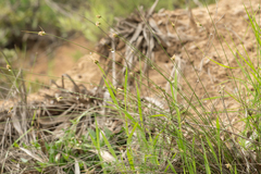 Carex setifolia
