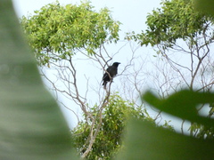 Corvus jamaicensis