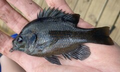 Lepomis miniatus
