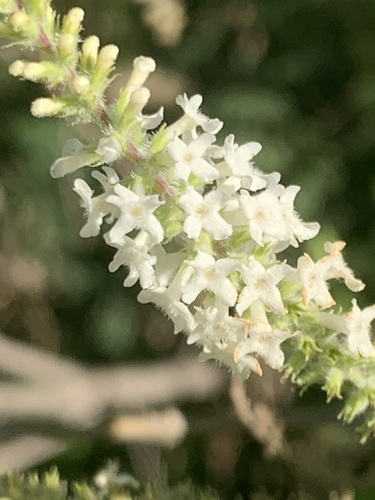 Image of Aloysia virgata by (c) Leonel Roget, some rights reserved (CC BY)