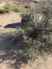 Eremophila gilesii