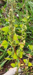 Chenopodium berlandieri