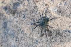 Pardosa lapidicina