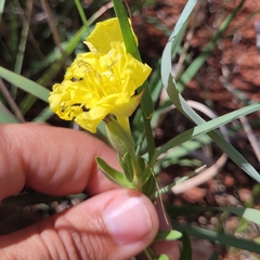 Oenothera hartwegii