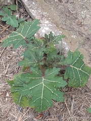 Solanum palinacanthum