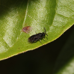 Argidae