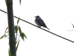 Tyrannus dominicensis