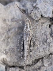 Trimerotropis gracilis