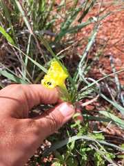 Oenothera hartwegii