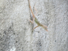 Anolis lineatopus