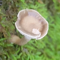 Ampulloclitocybe