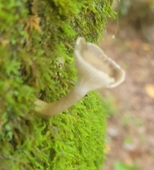 Ampulloclitocybe