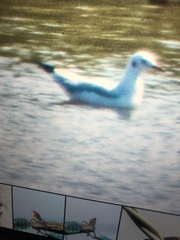 Chroicocephalus ridibundus