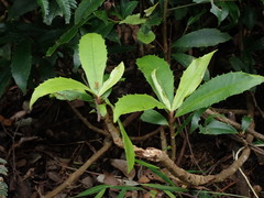 Ardisia cornudentata morrisonensis