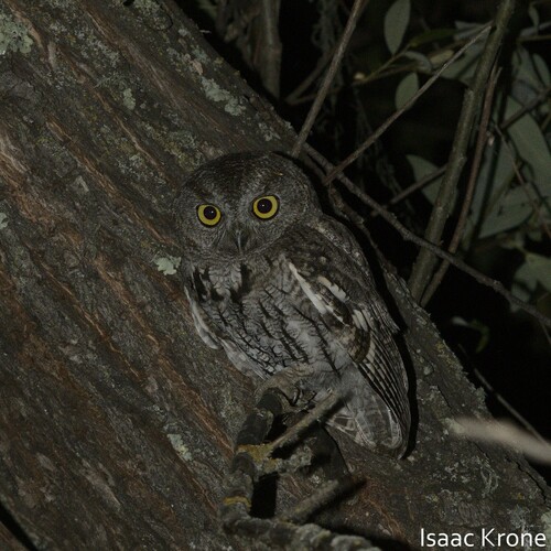 iNaturalist observation photo of Western Screech-Owl