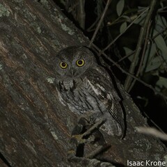 Megascops kennicottii
