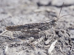 Trimerotropis gracilis