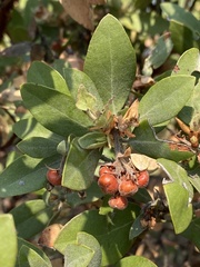 Arctostaphylos columbiana