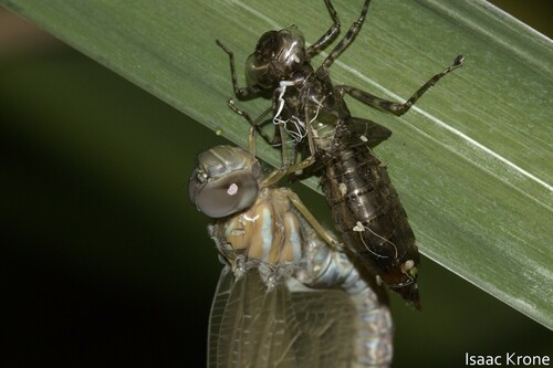 iNaturalist observation photo of Darners