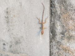Anolis lineatopus