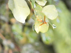 Polistes crinitus