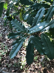 Photinia serratifolia