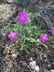 Phlox nana