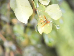 Polistes crinitus