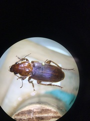 Harpalus erraticus