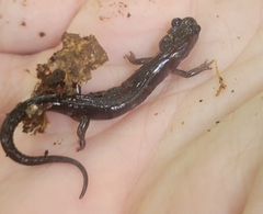 Plethodon montanus