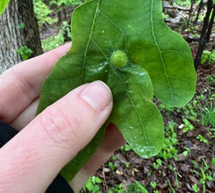 Callirhytis quercusfutilis