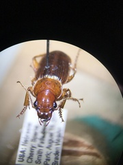 Harpalus erraticus