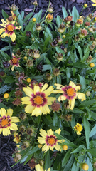Coreopsis basalis