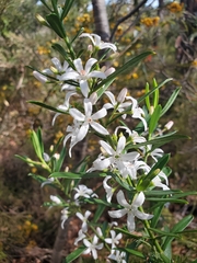Philotheca myoporoides