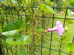 Ipomoea setifera