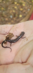 Plethodon montanus