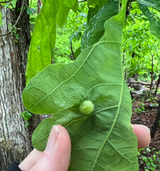 Callirhytis quercusfutilis