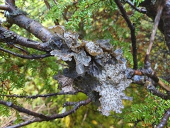 Lobariaceae