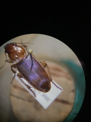 Harpalus erraticus