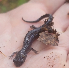 Plethodon montanus