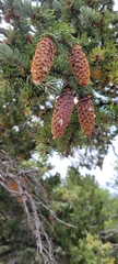 Picea engelmannii